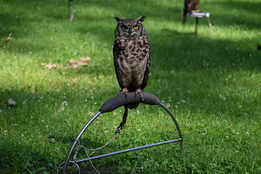 DSC_3445.JPG