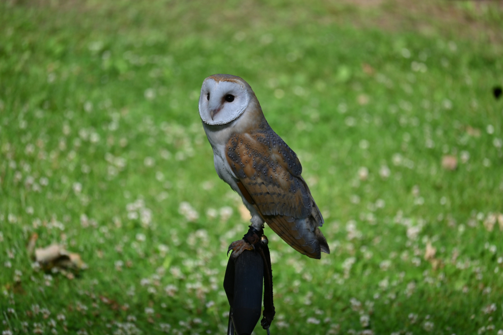 DSC_3449.JPG