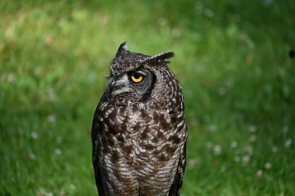 DSC_3450.JPG