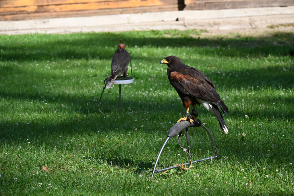 DSC_3446.JPG