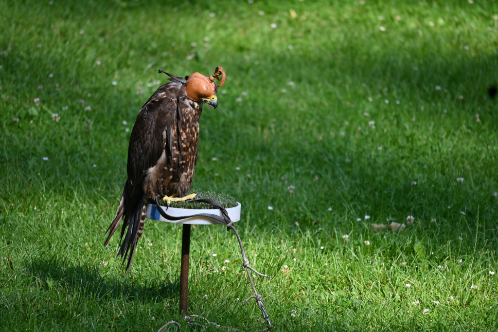 DSC_3451.JPG