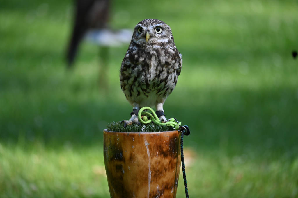 DSC_3462.JPG