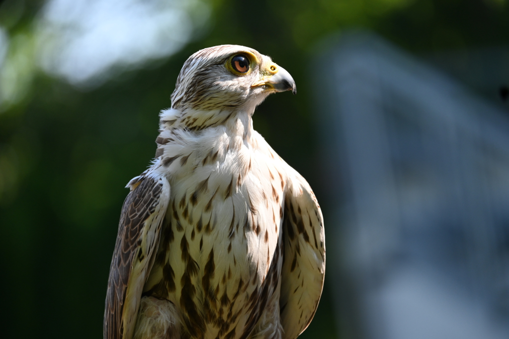DSC_3468.JPG