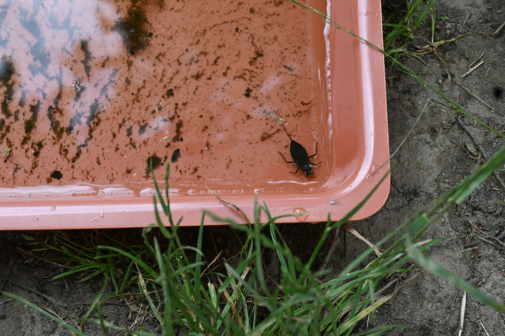 DSC_3513.JPG