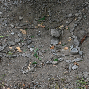 DSC_1769.JPG
