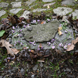 DSC_1764.JPG