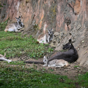 DSC_1917.JPG