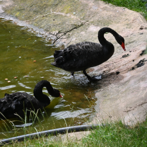 DSC_1921.JPG