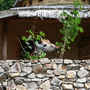 DSC_1912.JPG