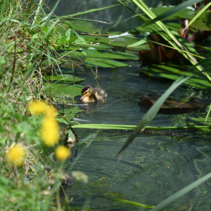 DSC_1961.JPG