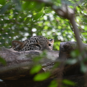 DSC_1974.JPG