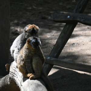 DSC_1968.JPG