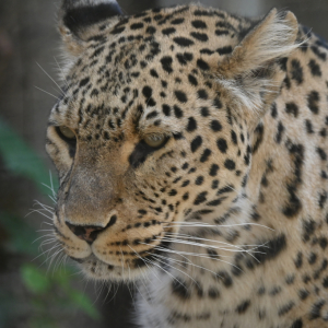 DSC_1985.JPG
