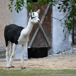DSC_2033.JPG