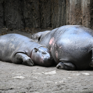 DSC_2042.JPG